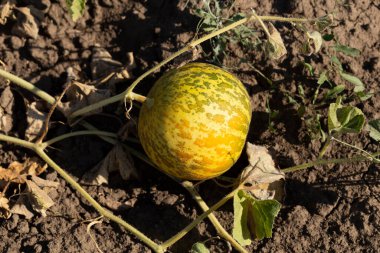 Kavun tarlası. Sahada olgunlaşmış sarı sulu kavunlar.