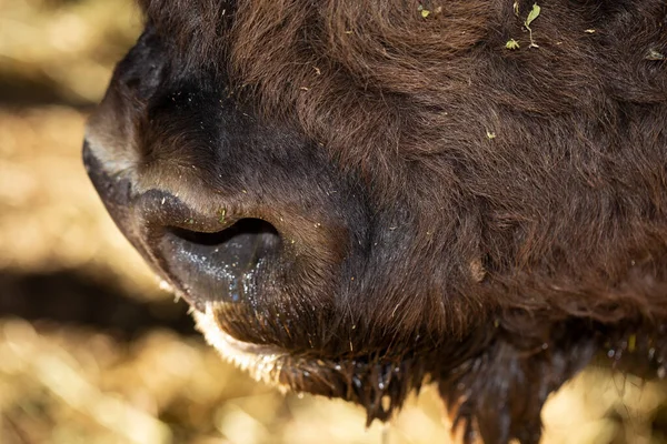 Bisonte Europeo Bison Bonasus También Conocido Como Sabio Bozal Animal — Foto de Stock