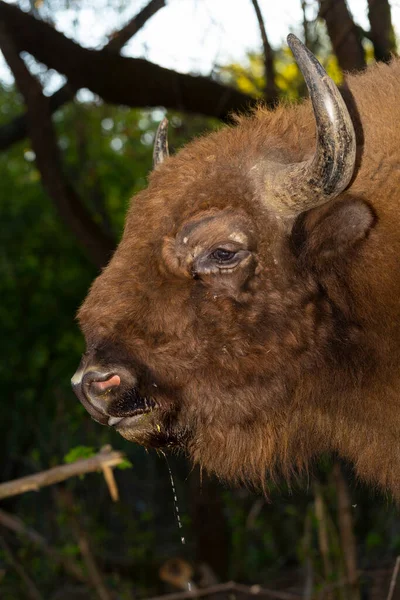Европейский Бизон Bison Bonasus Известный Мудрец Морда Животного Близкого Расстояния — стоковое фото