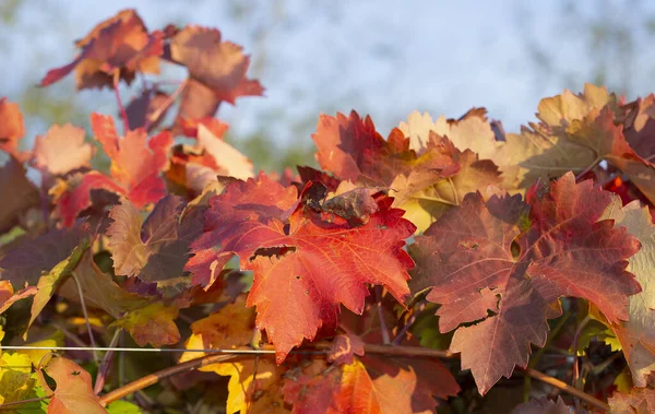 Sonbaharda Kırmızı Yapraklı Üzüm Bağları Sarmaşığın Kışa Geçişi Şarap Üretimi — Stok fotoğraf