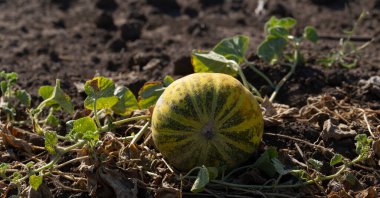 Kavun tarlası. Sahada olgunlaşmış sarı sulu kavunlar.