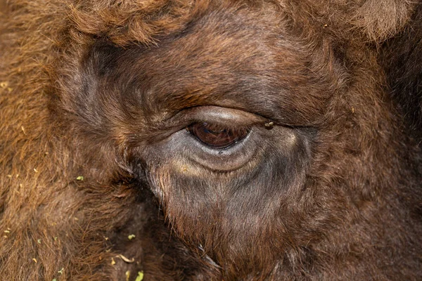 Bisonte Europeo Bison Bonasus También Conocido Como Sabio Primer Plano — Foto de Stock