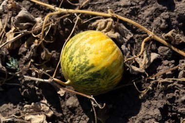 Kavun tarlası. Sahada olgunlaşmış sarı sulu kavunlar.