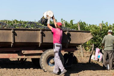 Köylüler üzüm topluyor. Evi hasat et. Şarap üretimi. Şarap üretim teknolojisi. Şarap yapma geleneği..