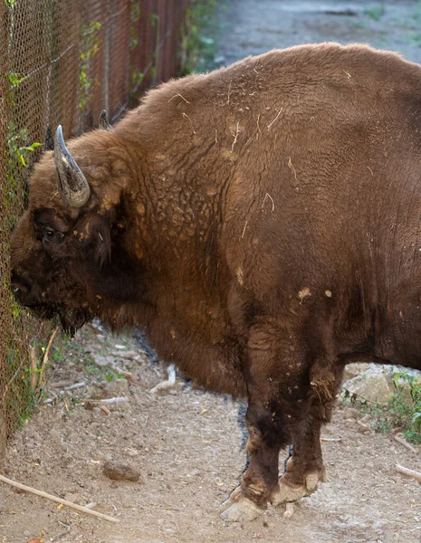Bisonte Europeo Bison Bonasus También Conocido Como Sabio Toro Pluma — Foto de Stock
