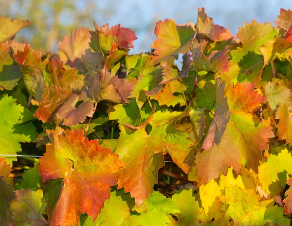 Sonbaharda Kırmızı Yapraklı Üzüm Bağları Sarmaşığın Kışa Geçişi Şarap Üretimi — Stok fotoğraf