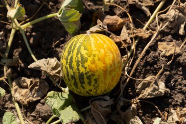 Kavun tarlası. Sahada olgunlaşmış sarı sulu kavunlar.