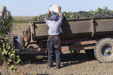 Köylüler üzüm topluyor. Evi hasat et. Şarap üretimi. Şarap üretim teknolojisi. Şarap yapma geleneği..