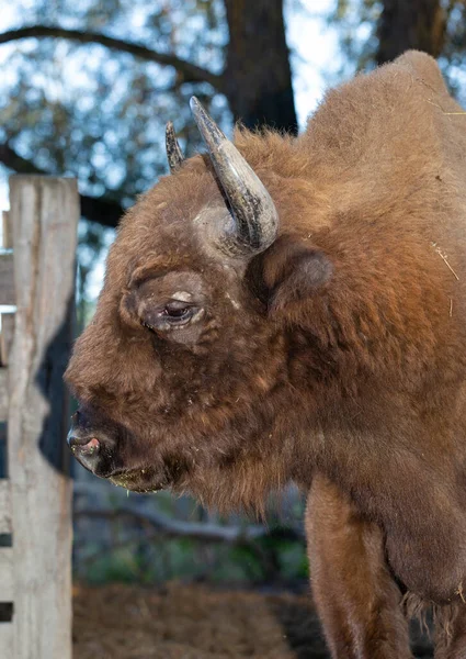 Европейский Бизон Bison Bonasus Известный Мудрец Существование Животного Заповеднике — стоковое фото