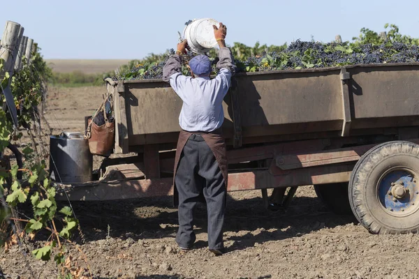 Köylüler üzüm topluyor. Evi hasat et. Şarap üretimi. Şarap üretim teknolojisi. Şarap yapma geleneği..