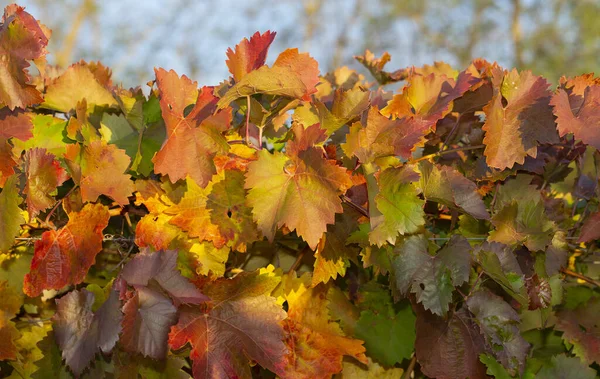 Vineyards Autumn Red Foliage Transition Vine Wintering Wine Making Technology — Stock Photo, Image