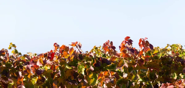 Reben Gegen Den Blauen Himmel Weinberge Herbst Mit Rotem Laub — Stockfoto