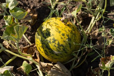 Kavun tarlası. Sahada olgunlaşmış sarı sulu kavunlar.