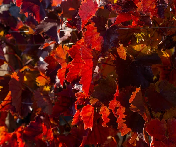 Vineyards Autumn Red Foliage Winemaking Macro Photography Leaf Covered Dew — Stock Photo, Image
