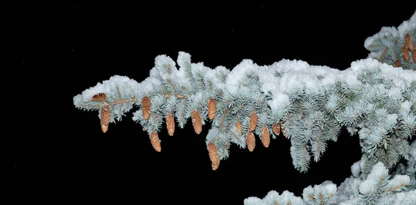 Ramo Abete Rosso Con Coni Sotto Neve Fondo Nero — Foto Stock