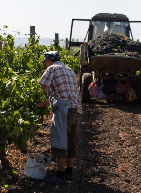 Köylüler üzüm topluyor. Evi hasat et. Şarap üretimi. Şarap üretim teknolojisi. Şarap yapma geleneği..