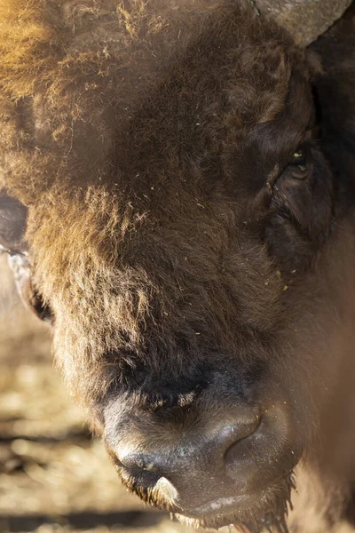 Bisonte Europeo Bison Bonasus También Conocido Como Sabio Bozal Animal — Foto de Stock