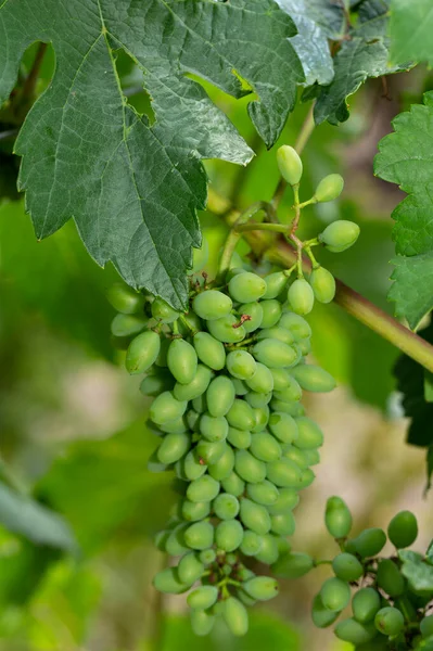 Racimos Uvas Inmaduras Los Arbustos Vid Vitis — Foto de Stock