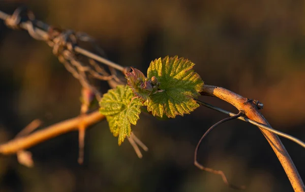 Jóvenes Brotes Verdes Una Uva Bush Viticultura Uva Flores Fondo — Foto de Stock