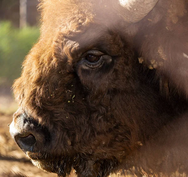 Bisons Bison Bonasus Auch Wisent Genannt Maulkorb Eines Tieres Aus — Stockfoto