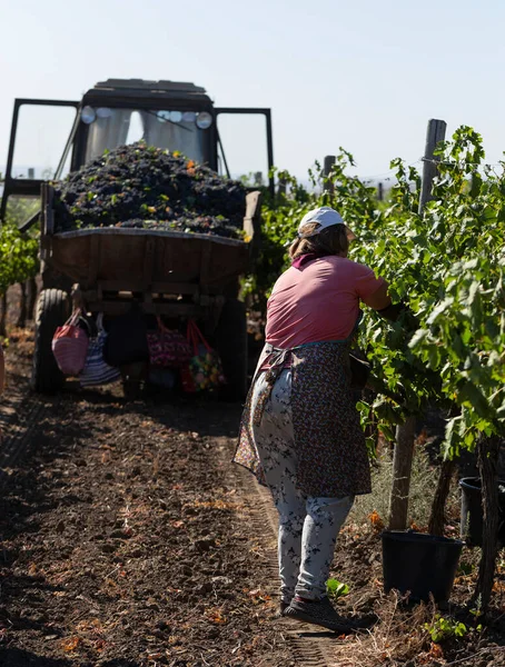 Boeren Plukken Druiven Oogst Naar Huis Wijn Maken Technologie Van — Stockfoto