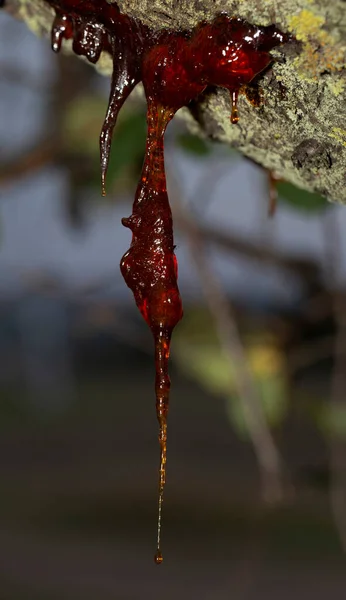 Bildande Harts Från Körsbärssaft Trädet Påverkades Insektsparasiter Blev Bärnsten — Stockfoto