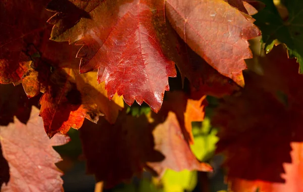 Szőlőültetvények Ősszel Vörös Lombozattal Makro Fotózás Egy Harmatos Levél Szelektív — Stock Fotó