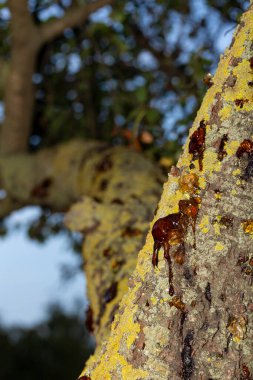 Reçine oluşumu kiraz ağacının suyundan. Ağaç böcek parazitlerinden etkilenmiş. Kehribar bu şekilde ortaya çıkmış..