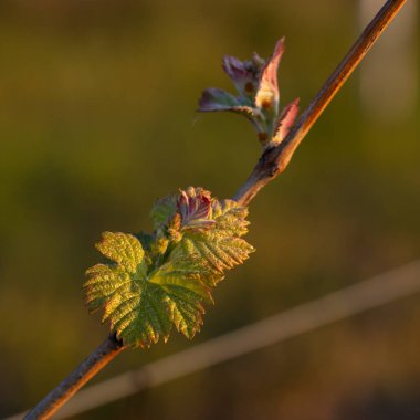 Genç, yeşil filizler üzümlü bir çalıda. Gün batımının arka planında üzüm-üzüm çiçekleri. Şarap üretimi. Moldova 'da şarap üretim teknolojisi.