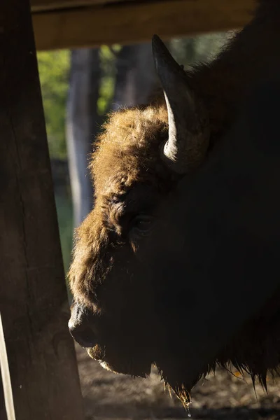 Европейский Бизон Bison Bonasus Известный Мудрец Морда Животного Близкого Расстояния — стоковое фото