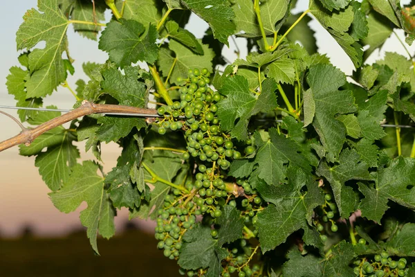 Racimos Uvas Inmaduras Los Arbustos Vid Vitis — Foto de Stock