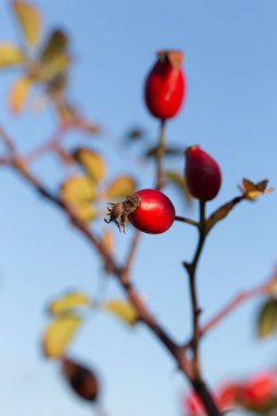 Yaban gülünün kırmızı meyvesi. Köpek gülleri, Rosa cinsinin Canina bölümü. Arka planda ince kıvrımlı bokeh.