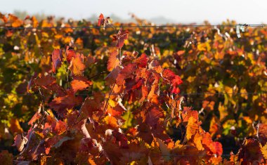 Mavi gökyüzüne karşı sarmaşık. Sonbaharda kırmızı yapraklı üzüm bağları. Şarap yapımı. Çiğ kaplı bir yaprağın makro fotoğrafçılığı. Seçici odak.