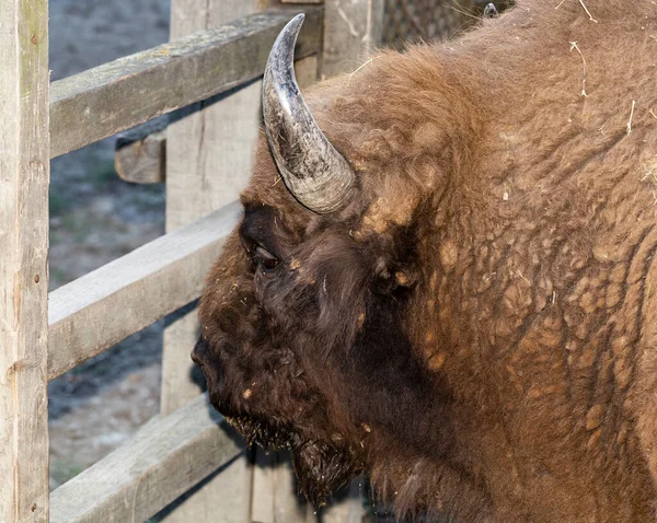 Европейский Бизон Bison Bonasus Известный Мудрец Бык Загоне — стоковое фото