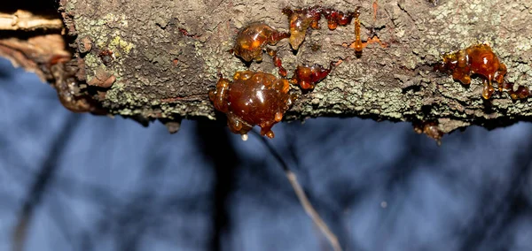 Formation Resin Juice Cherry Tree Tree Affected Insect Parasites How — Stock Photo, Image