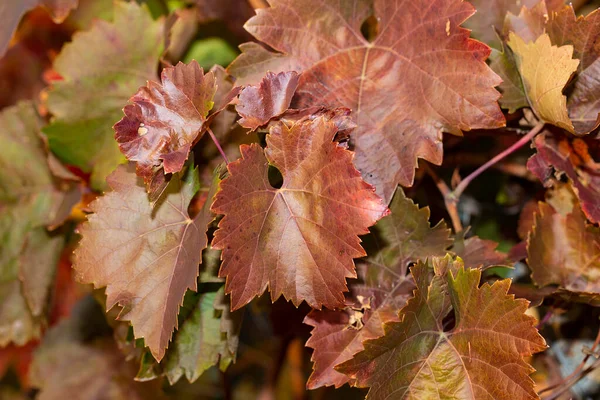 Weinberge Herbst Mit Rotem Laub Weinbau Makrofotografie Eines Blattes Das — Stockfoto