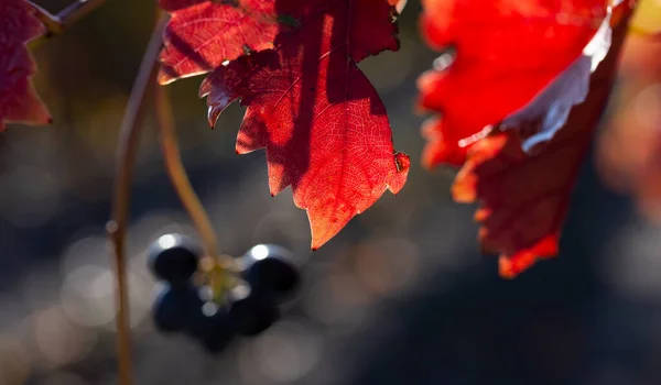 Vinice Podzim Červeným Listím Výroba Vína Makro Fotografie Listu Pokrytého — Stock fotografie