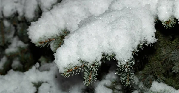 Ramo Abete Rosso Sotto Neve Foresta Invernale — Foto Stock