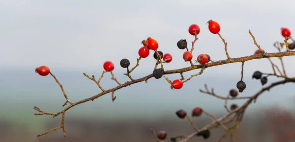 Červené Plody Divoké Růže Pes Růže Canina Sekce Rodu Rosa — Stock fotografie