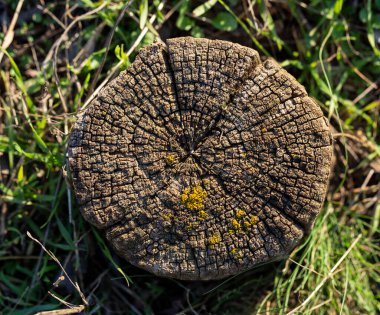 Yaşlı bir ağacın ölümü. Ağacın kütükteki dokusu. Robinia psödoacia, kendi topraklarında genellikle kara çekirge olarak bilinir..