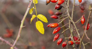 Yaban gülünün kırmızı meyvesi. Köpek gülleri, Rosa cinsinin Canina bölümü. Arka planda ince kıvrımlı bokeh.