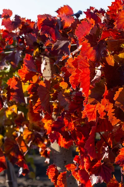 Vine Tegen Blauwe Lucht Wijngaarden Herfst Met Rood Gebladerte Wijn — Stockfoto