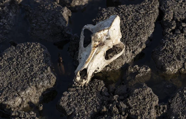 Cráneo Perro Pantano Extinción Animales Desastres Naturales Desastre Ambiental — Foto de Stock