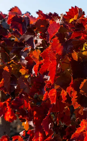 Vine Blue Sky Vineyards Autumn Red Foliage Winemaking Macro Photography — Stock Photo, Image