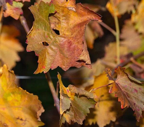 Vigneti Autunno Con Fogliame Rosso Vinificazione Macro Fotografia Una Foglia — Foto Stock