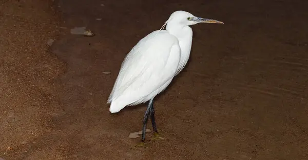 Little Egret Egretta Garzetta White Bird Hunts Fish Red Sea — Stock Photo, Image