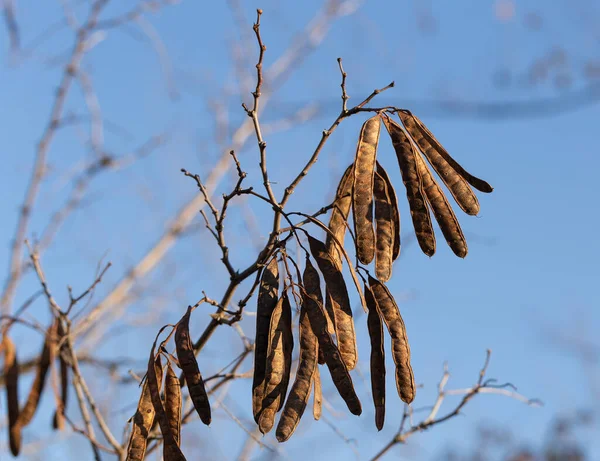 Robinia psödoacia, kendi topraklarında genellikle kara çekirge olarak bilinir. Sonbaharda ağaçta tohumları olan kapsüller.