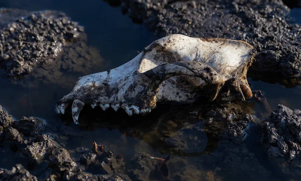 Череп Собаки Болоті Вимирання Тварин Від Стихійних Лих Екологічної Катастрофи — стокове фото