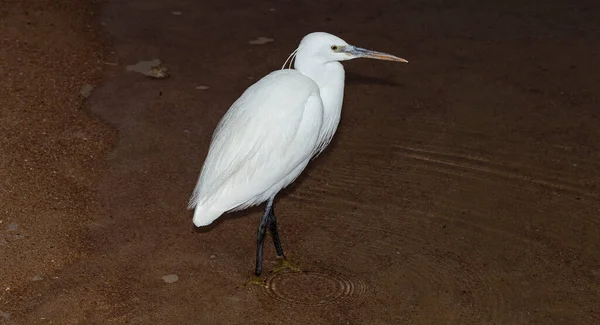 Mały Żal Egretta Garzetta Biały Ptak Poluje Ryby Morzu Czerwonym — Zdjęcie stockowe