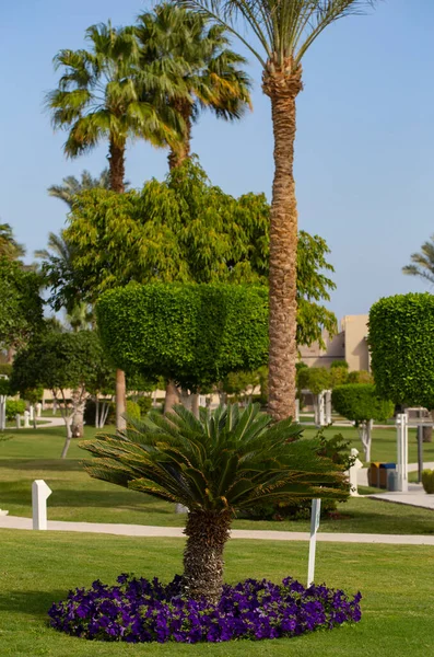 Parque Áreas Recreación Egipto Diseño Jardines Paisajes —  Fotos de Stock